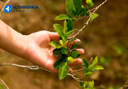 Куст растения кока